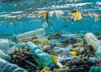 La ONU advierte que para el 2050 podría haber más plástico que peces en el mar