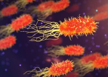 Florida alerta del aumento de la mortífera «bacteria carnívora» a causa del huracán Helene