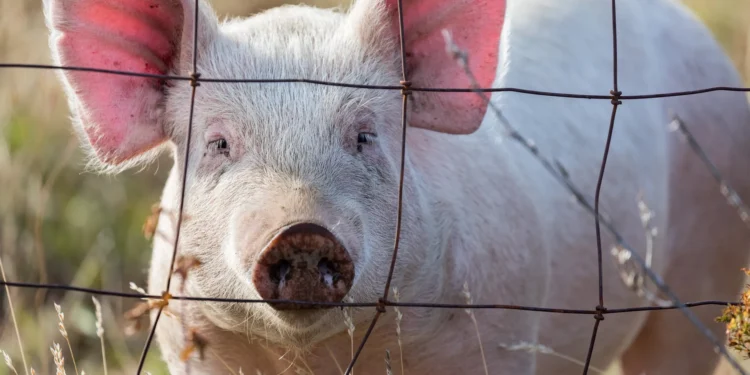 Estados Unidos detecta el primer caso de gripe aviar en cerdos