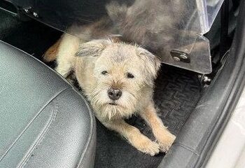 Una perrita encuentra dueño en Georgia tras recorrer la capital en autobús durante semanas