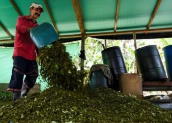 ONU: Cultivos de coca y producción potencial de cocaína repuntan a cifras récord en 2023