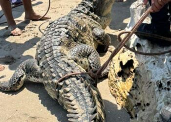 Hallan un caimán de casi tres metros en las playas de Higuerote, estado Miranda