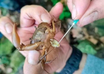 Evalúan planes para la conservación de crustáceos de agua dulce