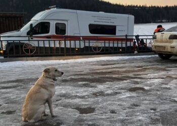 Una perra espera cuatro días a su amo ahogado mientras cruzaba un río helado en Rusia