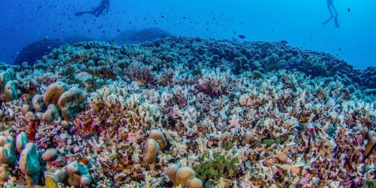 44% de las especies de coral de aguas cálidas se encuentran en peligro de extinción