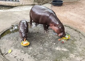 El hipopótamo viral Moo Deng decide entre Trump y Harris (Video)