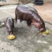El hipopótamo viral Moo Deng decide entre Trump y Harris (Video)