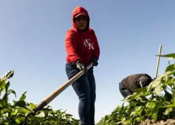 Agricultores en EEUU preocupados por posible política arancelaria de Trump