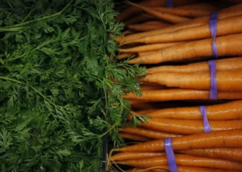 EEUU: Brote de E. coli en zanahorias orgánicas deja al menos un muerto y decenas de afectados  en varios estados