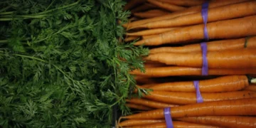 EEUU: Brote de E. coli en zanahorias orgánicas deja al menos un muerto y decenas de afectados  en varios estados