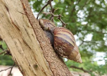 Autoridades en Zulia detectaron focos de caracol africano en Maracaibo y San Francisco