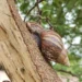 Autoridades en Zulia detectaron focos de caracol africano en Maracaibo y San Francisco