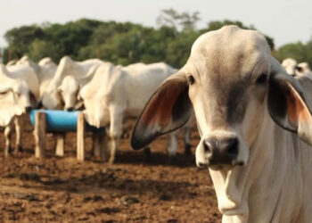 Venezuela inicia ciclo de vacunación del rebaño contra la fiebre aftosa