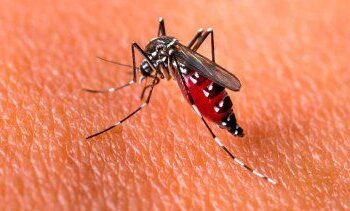 Aumento de casos de dengue en el condado de Los Ángeles enciende alarmas entre autoridades sanitarias