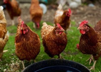 Adolescente canadiense que contrajo gripe aviar se encuentra “en estado crítico”