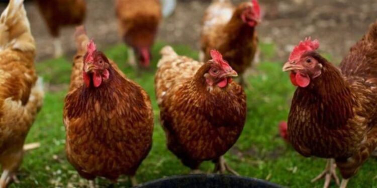 Adolescente canadiense que contrajo gripe aviar se encuentra “en estado crítico”