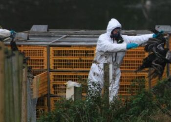 EEUU confirma primer caso de infección de gripe aviar en un niño