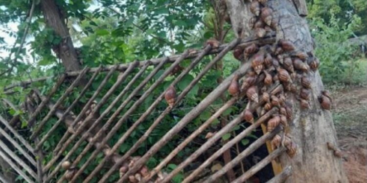 Alerta en el Zulia tras el hallazgo más de 1.300 caracoles africanos