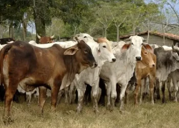 Fedenaga pide incentivos fiscales y acceso a créditos para impulsar la producción en Venezuela