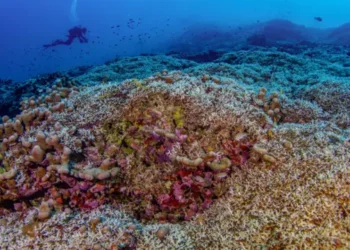 Buzo español descubre el coral más grande del mundo en el océano Pacífico