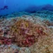 Buzo español descubre el coral más grande del mundo en el océano Pacífico