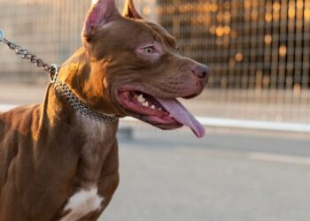 Un perro Pitbull atacó y desfiguró el rostro de niño en Monagas