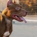 Un perro Pitbull atacó y desfiguró el rostro de niño en Monagas