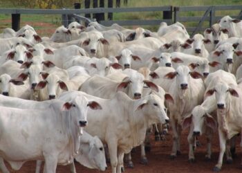 Ganaderos venezolanos piden reforma de ley de protección para que haya «penas ejemplares» contra el abigeato