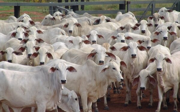 Ganaderos venezolanos piden reforma de ley de protección para que haya «penas ejemplares» contra el abigeato