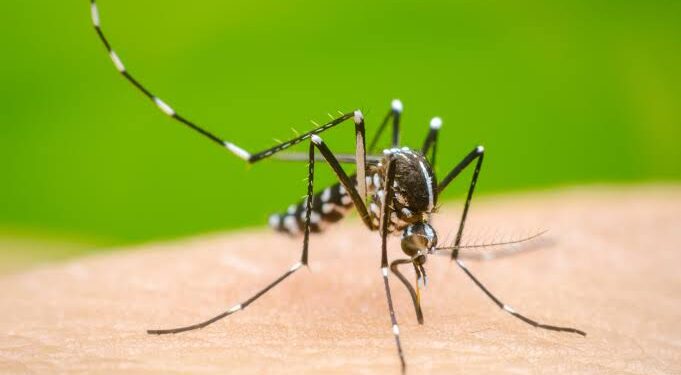 El dengue deja un récord de 12,6 millones de casos y 7.713 muertes en 2024 en América Latina