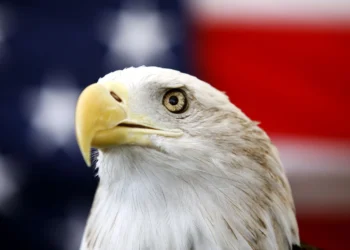 Biden promulga ley que declara al águila calva ave nacional de EEUU