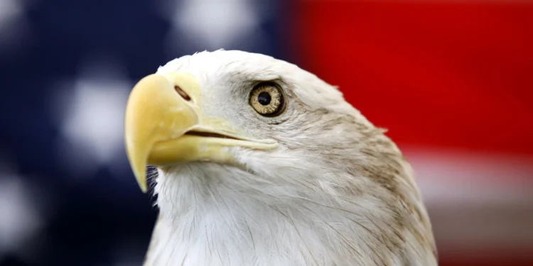 Biden promulga ley que declara al águila calva ave nacional de EEUU