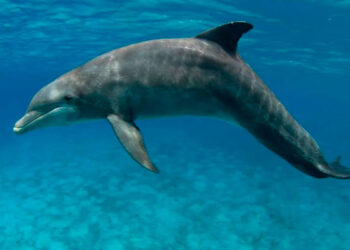 Delfines en el Golfo de México dan positivo a fentanilo