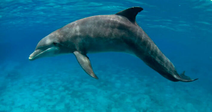 Delfines en el Golfo de México dan positivo a fentanilo