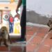 Un mono mantiene azotado a un preescolar en Caricuao (Video)