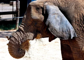 Muere en España la elefanta africana más longeva del mundo