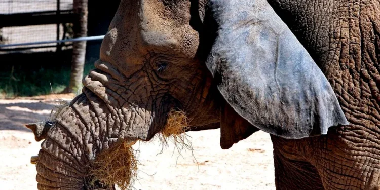 Muere en España la elefanta africana más longeva del mundo