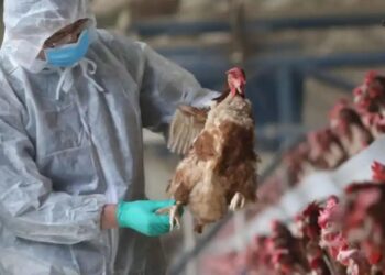 EEUU reporta la primera muerte por gripe aviar en el país