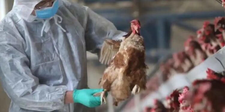 EEUU reporta la primera muerte por gripe aviar en el país