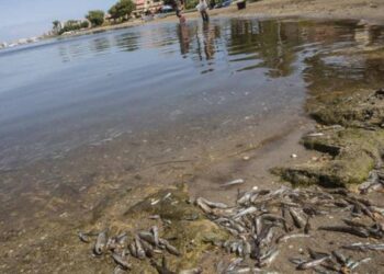 Un 24 % de las especies de fauna en ecosistemas de agua dulce está en riesgo de extinción