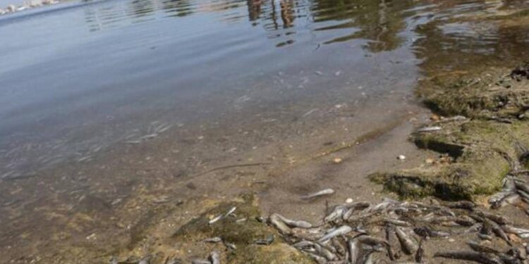 Un 24 % de las especies de fauna en ecosistemas de agua dulce está en riesgo de extinción