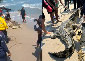Rescatan en Venezuela un ejemplar de «caimán de la costa», especie en peligro de extinción