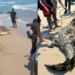 Rescatan en Venezuela un ejemplar de «caimán de la costa», especie en peligro de extinción