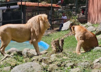 Vigilante pierde el brazo al intentar acariciar a los leones del zoológico de Mérida
