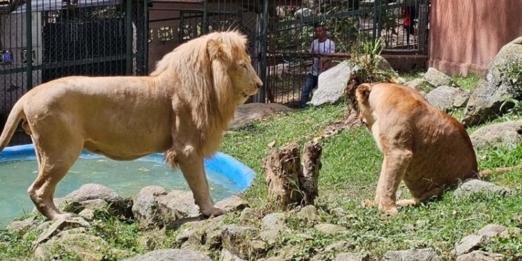 Vigilante pierde el brazo al intentar acariciar a los leones del zoológico de Mérida