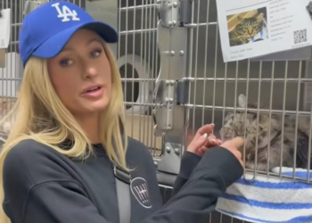 Paris Hilton se ofreció como voluntaria en un refugio de animales afectados por incendios en Los Ángeles