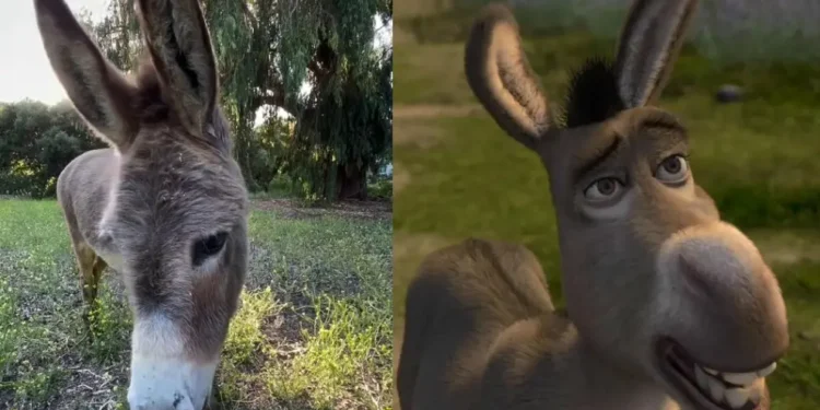 Muere Perry, el burro que inspiró a Asno en ‘Shrek’: tenía 30 años
