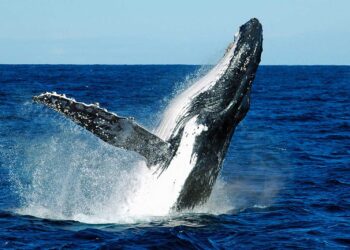 Ballena jorobada tragó y escupió a joven venezolano en Chile