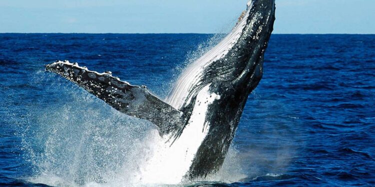 Ballena jorobada tragó y escupió a joven venezolano en Chile