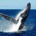 Ballena jorobada tragó y escupió a joven venezolano en Chile
